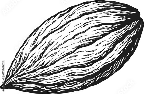 Detailed black and white illustration of a cocoa bean with textured lines and natural contours
