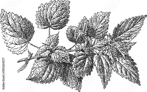 Detailed black ink illustration of nettle leaves and stems with serrated edges and fine veins
