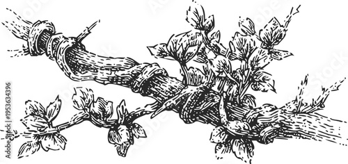 Vintage grapevine branch with leaves and tendrils hand drawn botanical illustration in black and white