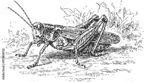 Detailed black and white sketch of a grasshopper on the ground with foliage background