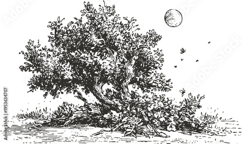 Olive tree sketch with detailed leaves and branches under the sun, natural landscape drawing