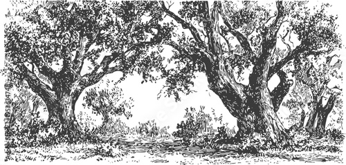 Old oak trees forest landscape black and white hand drawn vintage woodland scene with large trunks and dense foliage