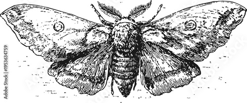 Detailed vintage illustration of a large moth with spread wings, natural insect entomology drawing