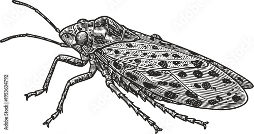 Detailed black and white illustration of a spotted insect with segmented legs and antennae