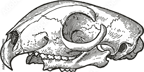 vintage animal skull illustration with detailed teeth and horn structure in black and white