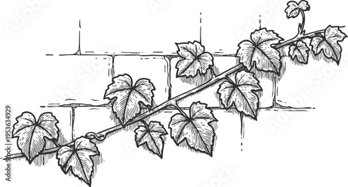 Ivy vine climbing on a brick wall with detailed leaves line art sketch illustration