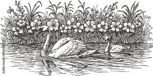 Swans swimming in pond with blooming flowers and tall grass along the shore