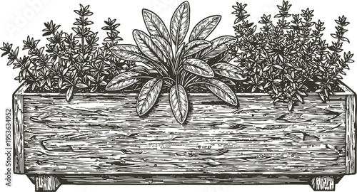 Hand drawn wooden planter box with herbs rustic container filled with rosemary, sage, thyme plants vintage botanical gardening illustration
