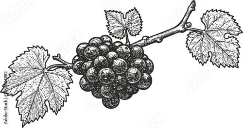 Vintage black and white illustration of grape cluster with vine leaves and stem