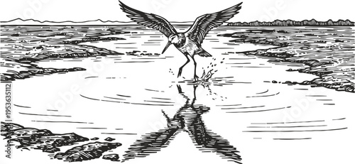 Seagull landing on water surface with reflection, coastal nature scene with bird in flight