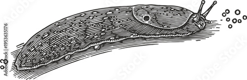 Vintage illustration of a slug crawling with detailed texture and antennae, black and white ink drawing