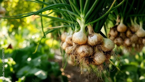 A bright close-up of a bunch of freshly picked onions with roots and soil, hanging in the sunlight