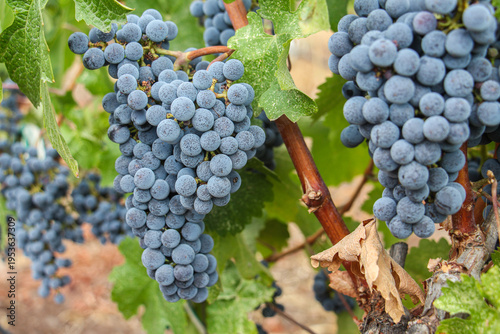 red grapes, close up of ripe red grapes hanging on a vine in the vineyard