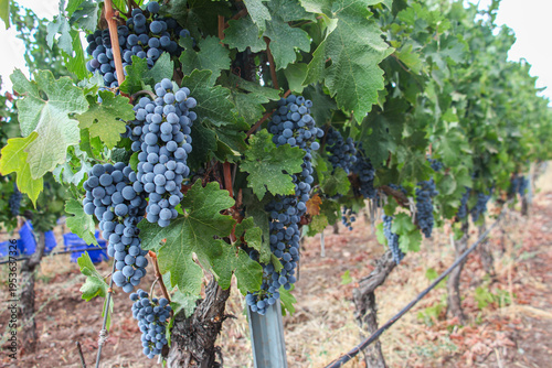 red grapes, close up of ripe red grapes hanging on a vine in the vineyard