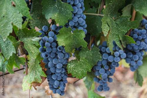 red grapes, close up of ripe red grapes hanging on a vine in the vineyard