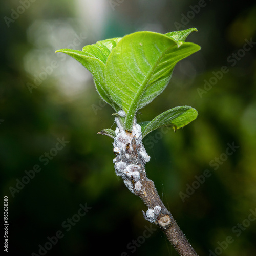 Mealybugs infesting fresh green plant shoot