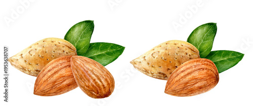Hand-Painted Watercolor Illustration of Almonds with Green Leaves