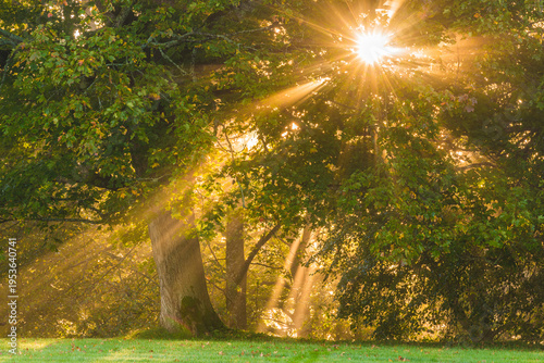 Tablou pe pânză Sunrise shines through trees in the morning in Sweden creating rays of light and