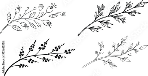 Botanical illustration of various plant branches with leaves and buds