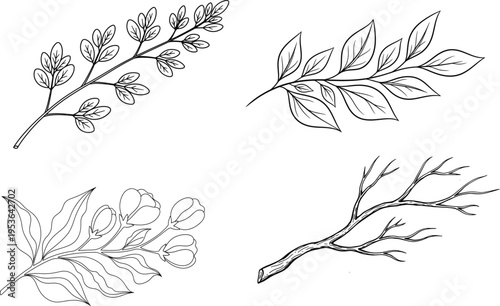 Botanical illustrations of various leafy branches