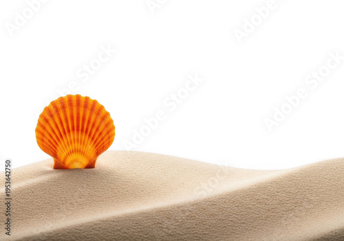 Orange seashell on smooth sand dune isolated on transparent background