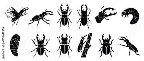 Black silhouette stag beetle insect life cycle collection showing adults in different poses, a larva, and a pupa, rendered in a clean graphic illustration style