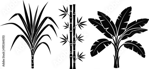 Black and white vector illustration of three tropical plants including sugarcane, bamboo, and banana with distinctive leaves and stalks representing 