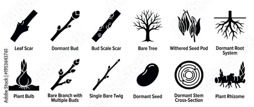 Twelve black silhouette icons illustrating dormant plant structures, showcasing various inactive botanical elements in a clean, graphic, and educational vector style