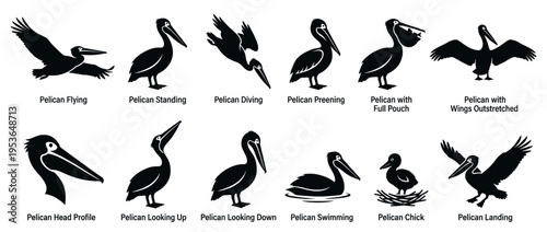 Eleven black pelican bird silhouettes illustrate various actions and behaviors, presented in a clean, graphic, and educational vector style
