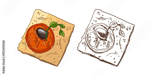 Hand drawn vintage tomato bruschetta on cracker bread appetizer italian snack color and monochrome illustration set