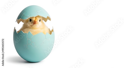 A curious little yellow chick hatching from a broken light blue egg on white background