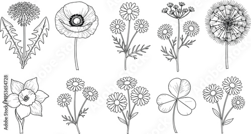 hand drawn botanical flowers collection wildflowers dandelion daisy floral outline vintage nature elements cad drawing flat vector illustration