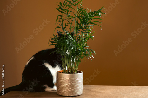 Tuxedo cat and parlor palm plant on brown background