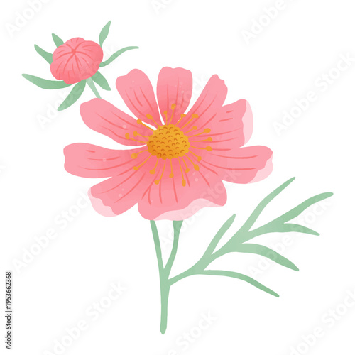 Pink cosmos flower with single bud delicate floral illustration