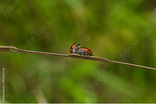 Macro of Colorful Ladybug Insect Pair Mating on Wild Grass Leaf with Soft Green Bokeh Background
