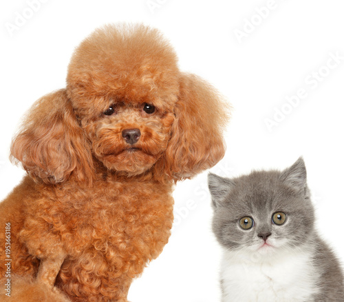Red toy poodle and grey kitten posing side by side