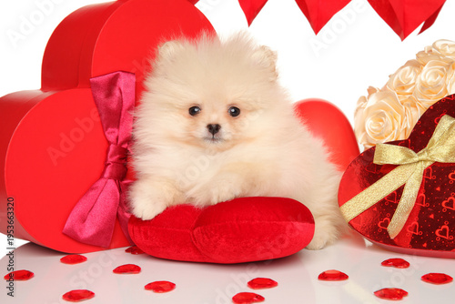 Fluffy white pomeranian spitz puppy surrounded by red heart decorations