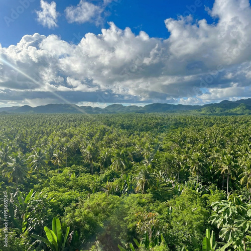 tropical palm trees