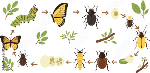 Beetle life cycle vector illustration with egg, larva, pupa and adult stages, insect metamorphosis and nature biology diagram set