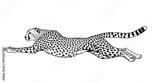 Running cheetah vector isolated, wild spotted cat sprinting for wildlife and nature projects