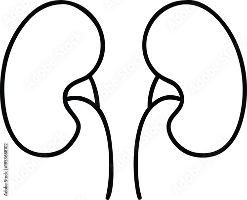 Outline Drawing of Human Kidneys with Ureters anatomy