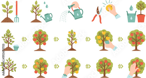 Fruit tree growing process set with planting watering pruning and harvesting stages, gardening and agriculture concept showing seasonal growth cycle vector illustration