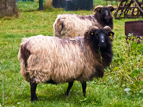 2 Heidschnucken