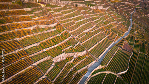 Aerial view of golden vineyards cascading down the slopes, terraced by stone walls, creating a mesmerizing patchwork of color and texture, Bourg-en-Lavaux, Vaud, Switzerland.