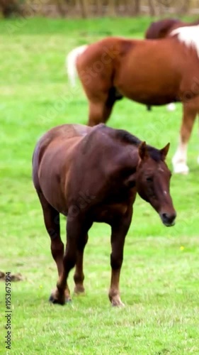 4K Vertical Horses Grazing on Lush Green Pasture, Rural Farm Meadow