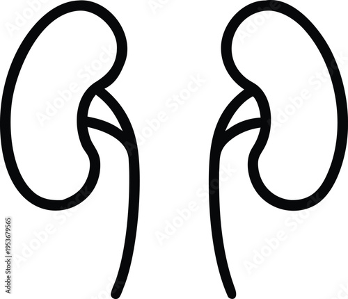 Simple Vector Illustration of Human Kidneys anatomy