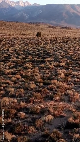 4K Vertical Desert Shrubland Plain with Distant Snowcapped Mountains at Golden Hour