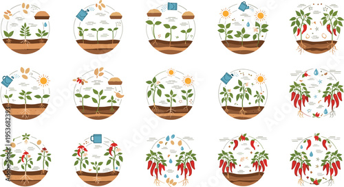 Plant Growth Cycle Set with Vegetables and Herbs, Gardening Stages from Seed to Harvest in Circular Diagrams for Agriculture Education and Organic Farming Vector Design