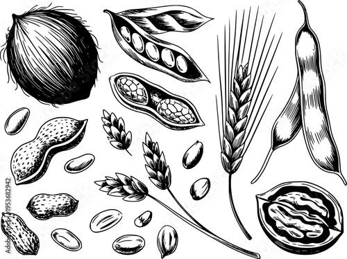 Detailed black and white of various nuts and grains including peanuts wheat ears and beans