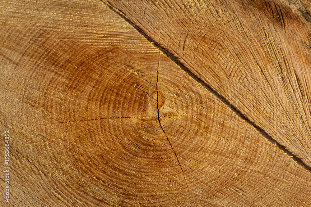 Fototapeta premium Tree trunk cross section with visible growth rings